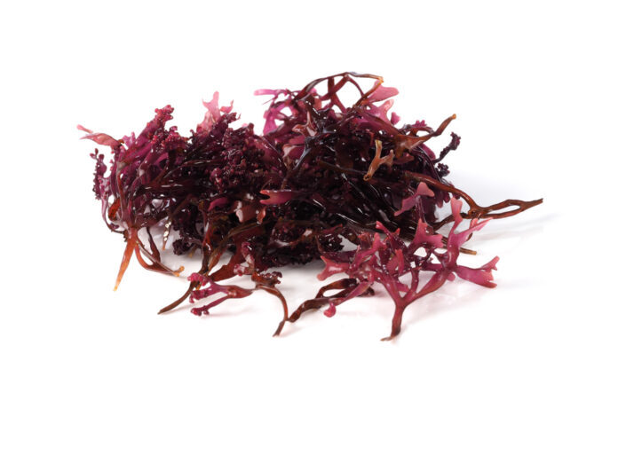 Ratgeber Wie Carrageen (E407) die Darmbarriere beeinflussen könnte – Studien decken Risiken auf Ratgeber Wie Carrageen (E407) die Darmbarriere beeinflussen könnte – Studien decken Risiken auf